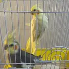للبيع طيور كروان
