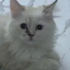 قطوه للبيع مالها اربع ايام عندي معها الحمام حقها و الاكل