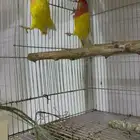 زوج روز لاتينو منتج