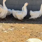 وز روسي مستويات تب سوبر جامبو العمر حول 7 شهور