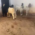 ( تم البيع ) جذعات وثنايا معزا فواخر