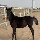 مهر شعبي للبيع