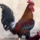 فروخ عربي فري