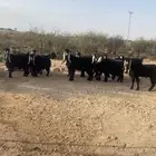 معزا عوراض