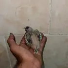 فروخ كروان سوابر جامبو انتاج محلي