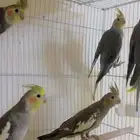 كروانات