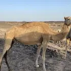 فاطر لقحه