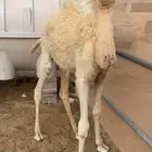 بكره للبيع