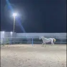 خيل جزيري