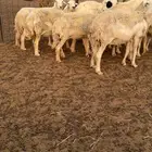 غنم للبيع