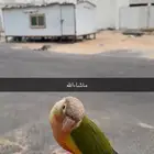 كنيور اناناس