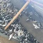 للبيع حمام سرح شرط وقوي دحل وعادي