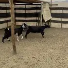 جفار ذبايح طيبه بالحيل(تم البيع)