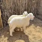 خرفان