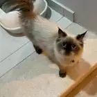 قطة للتبني