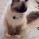 قط مفقود