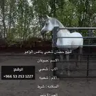 حصان للبيع