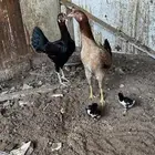 دجاجتين معه 3طيور