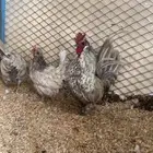 طقم كويتي قزم توب التوب