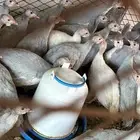 دجاج حبشي للبيع