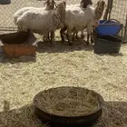 خمس شياه مضاريع