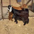 تيوس عوارض