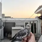 فرخ كروان فراشه
