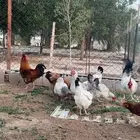 دجاج فرنسي بياض