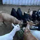 تيوس وعنقان