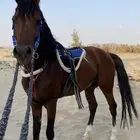 فحل شعبي منوه القاني