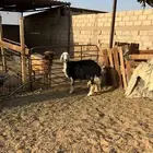 رخال نجديه صنف