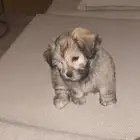 كلب من نوع ( Havanese ) للبيع