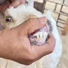 معز غزم