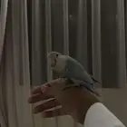 روز فرخ