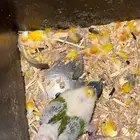 فرخ صن كنيور