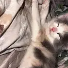 قط للتبني سليم بالرياض