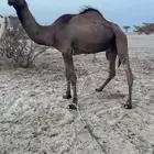 قعود على ولد فزاع
