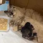 قطة تبني هملايا مع عيالها