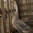 وز عرافي