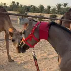 مهره واهو للبيع بنت فواد الخالد