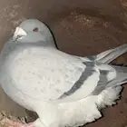 حمام زاجل دلبر الماني