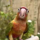 كنيور اناناس العمر 3 شهور   Pineapple Conure