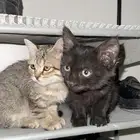 تبني قطوتين