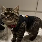 قط ذكر لتبني