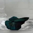 سمك فايتر