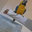 ببغاء مكاو