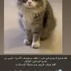 قط ضايع الربيع - نخب