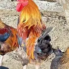 ديكه للبيع تركي وبلدي
