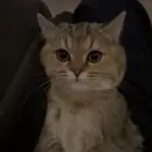 سكوتش ستريت قولد للبيع