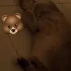 ذكر للتزاوج فقط ( ليس للبيع )